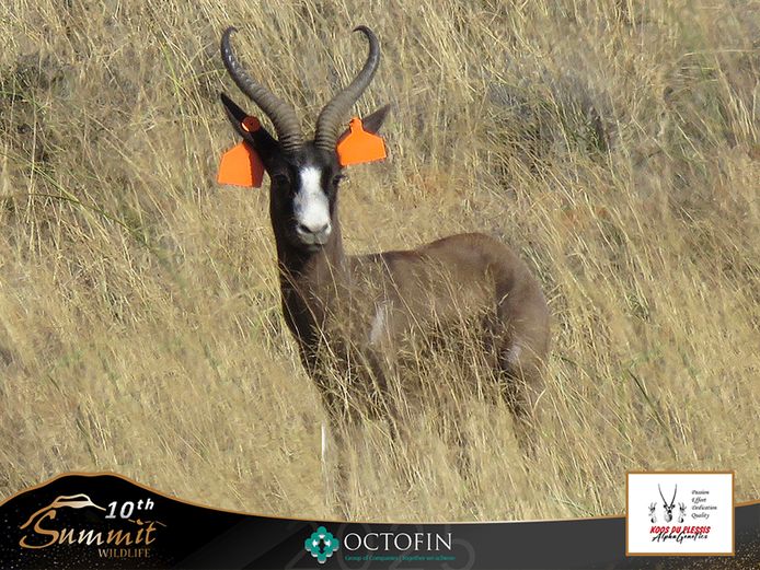 14 2/8" Black Springbok Ram	