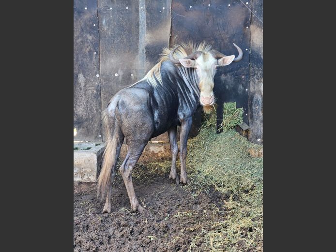 KING WILDEBEES | HARLOU