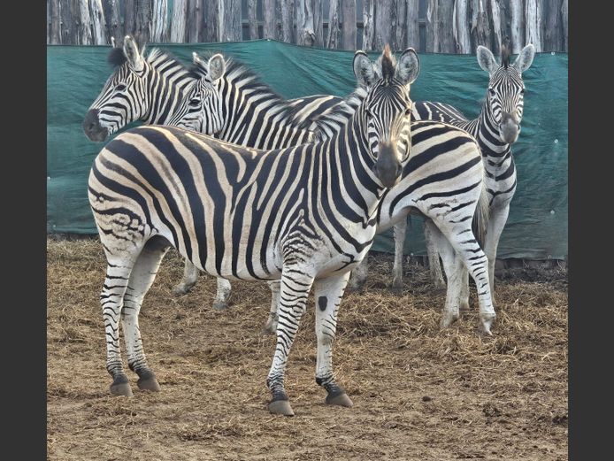 ZEBRA | C2C