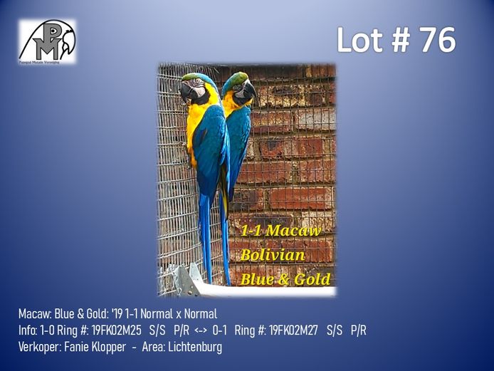1-1 '19 Macaw: Blue & Gold: Normal x Normal - Fanie Klopper