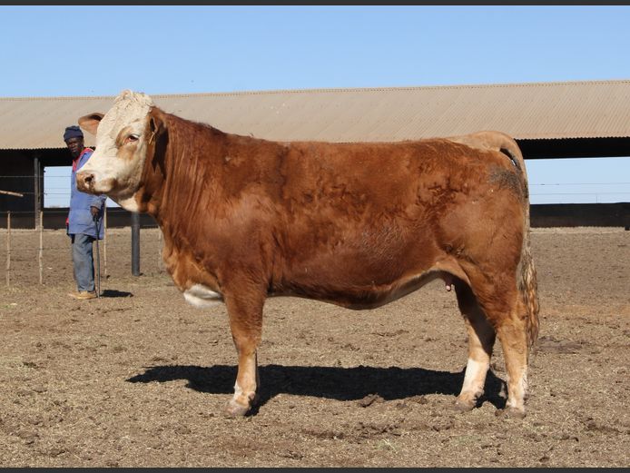 JH20120 | JH VAN BILJON