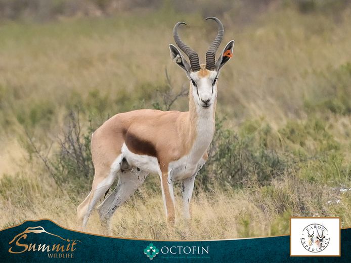 16 1/8" DAMARA SPRINGBOK RAM