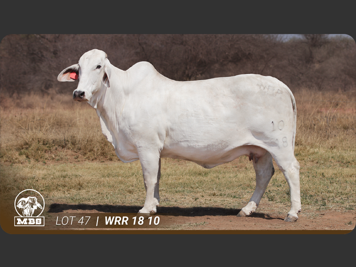 WRR1810 | MBS BRAHMANE