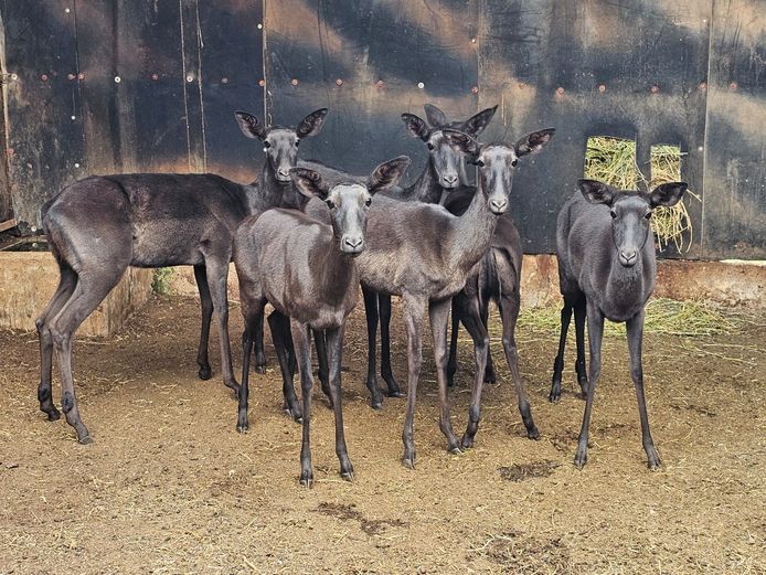 SWART ROOIBOK | DE KOK BOERDERY
