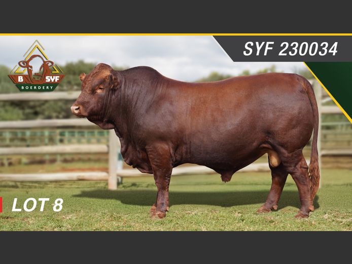 Lot 8 | SYFERFONTEIN BONSMARAS 26STE PRODUKSIEVEILING | SwiftVEE ...