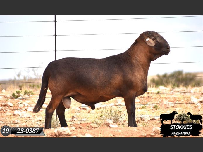 HWH24-0387 | Stokkies Meatmasters