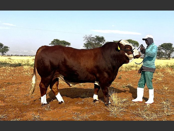 WAL2270 | WALSIM SIMMENTALERS