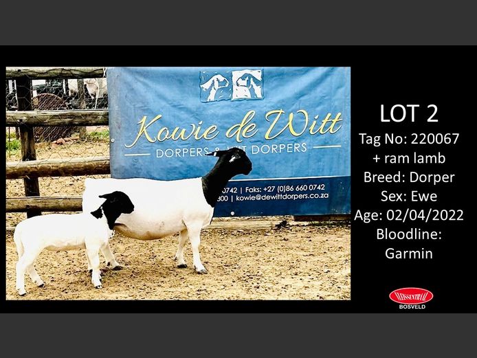 Ewes | KOWIE DE WITT DORPERS