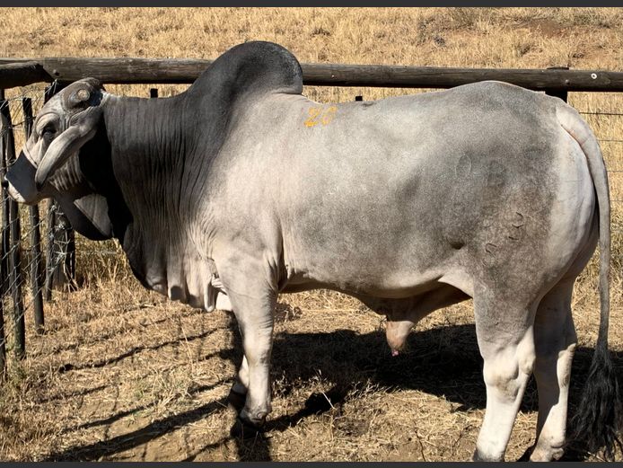 OSTERLOH BRAHMAN OBS15353