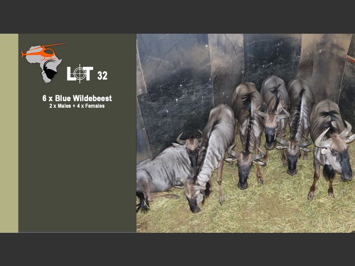 Blue Wildebeest