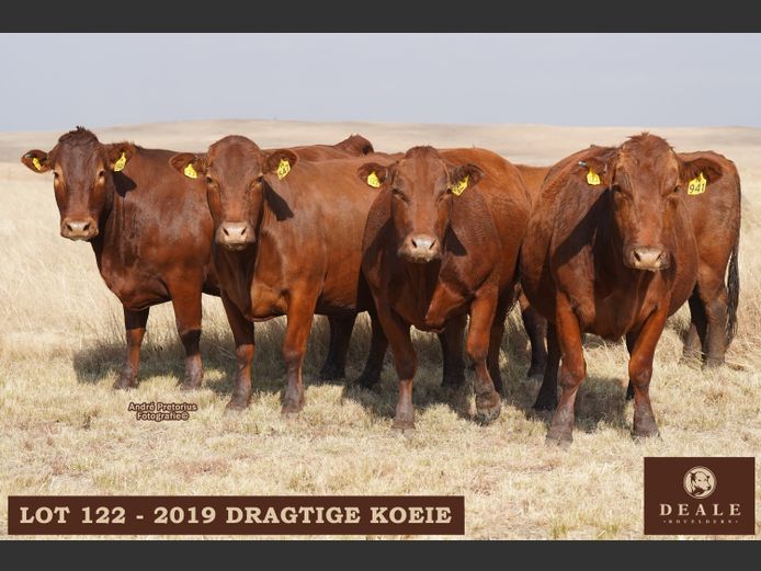 Dragtige Koeie