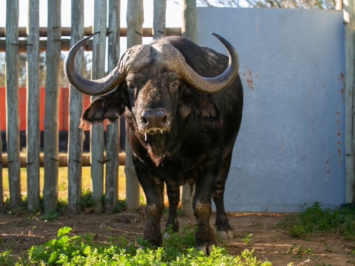 BUFFALO BULL | SIGNATURE WILDLIFE