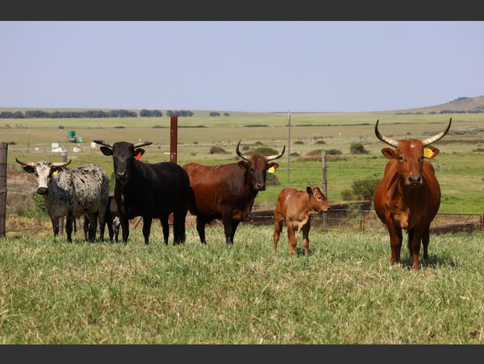 Commercial Animals