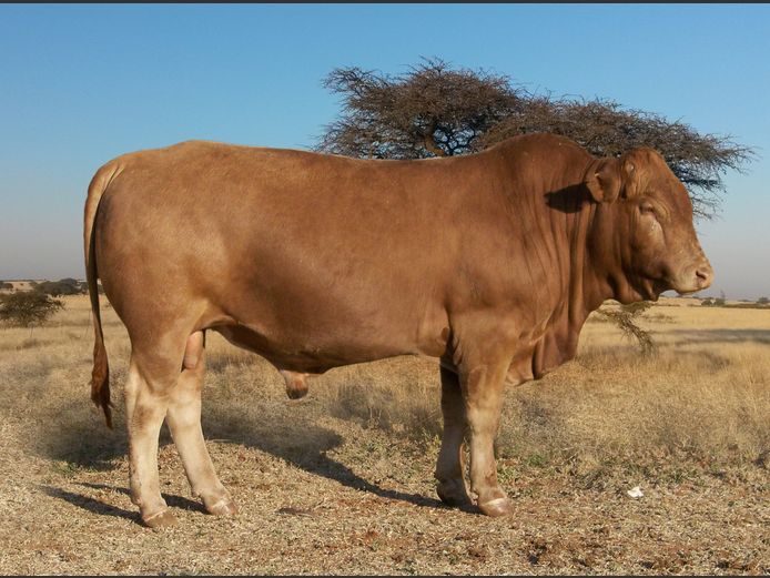 CHK230265 | A.J. KRIEL