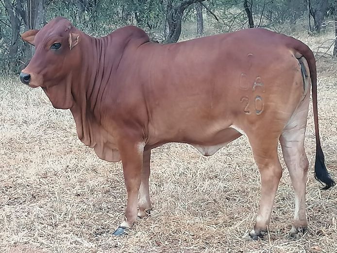 Commercial Animals | ZEBU BORANE