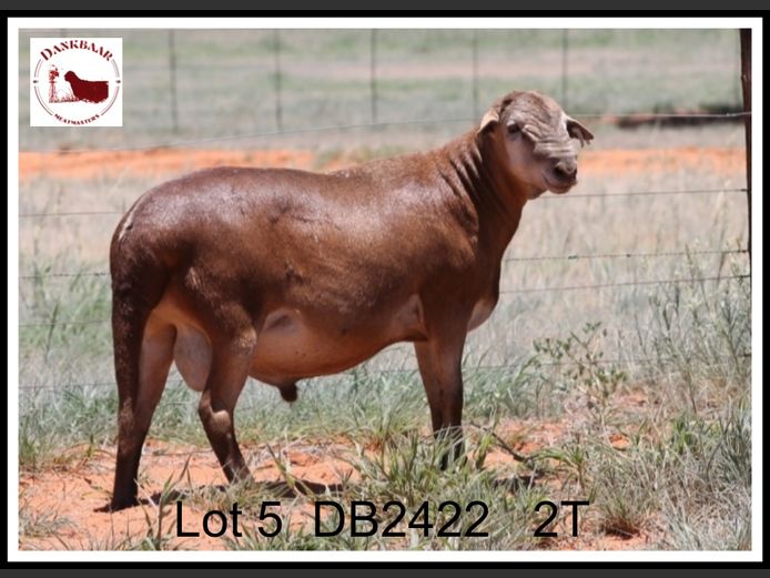 DB2422 | DANKBAAR MEATMASTERS