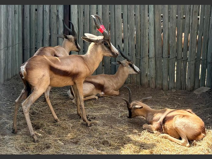 Koper Springbok Ram