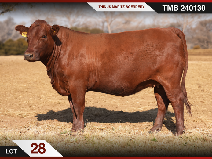 TMB 240130 | THINUS MARITZ BOERDERY