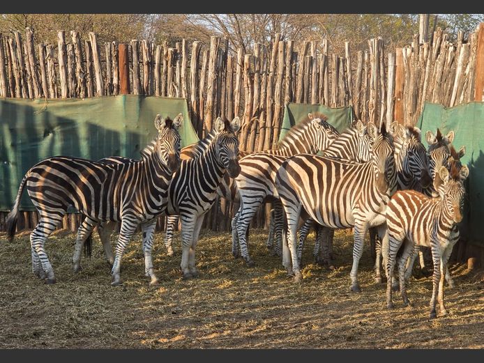 ZEBRA | 258 FARMS