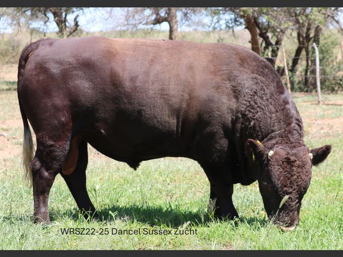 WRSZ220025 | DANCEL SUSSEX