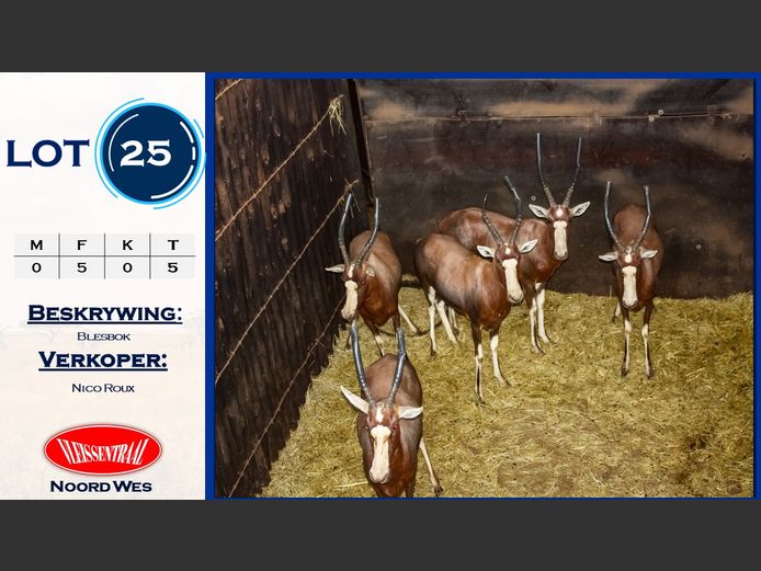 Blesbok