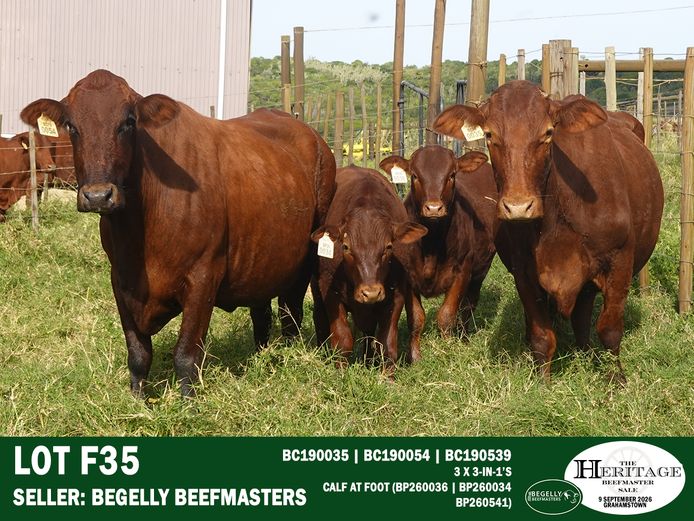 Female Animals | Begelly Beefmasters