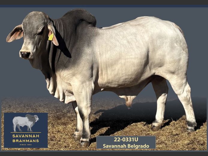 22-0331U | SAVANNAH BRAHMANS