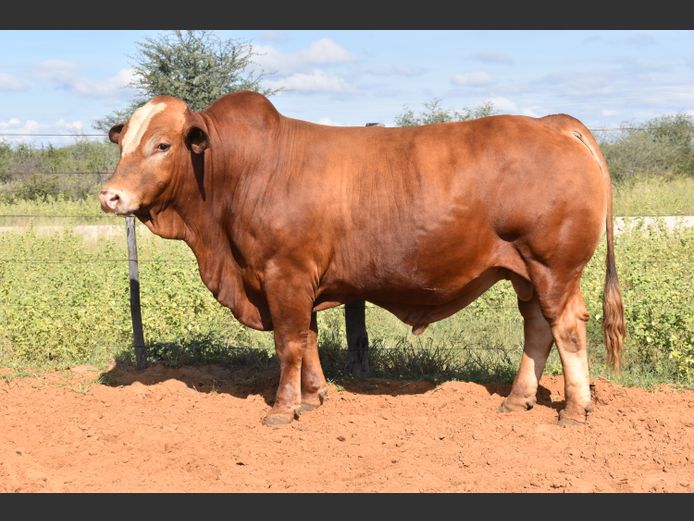 HB2293 | RUMBA SIMBRA