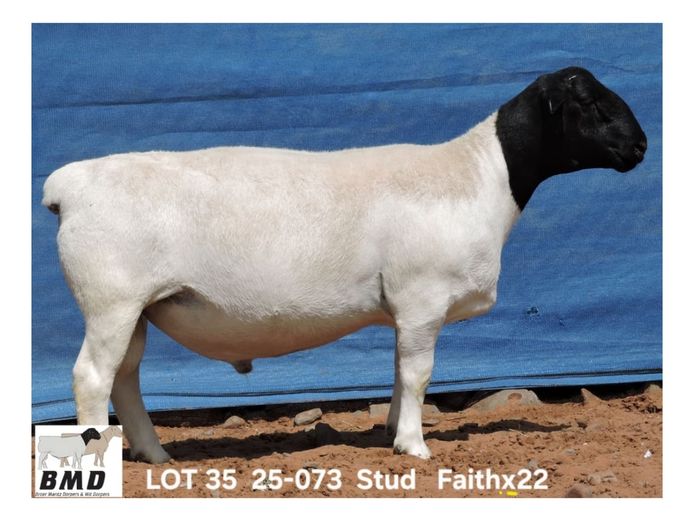 25-073 | BROER MARITZ DORPERS