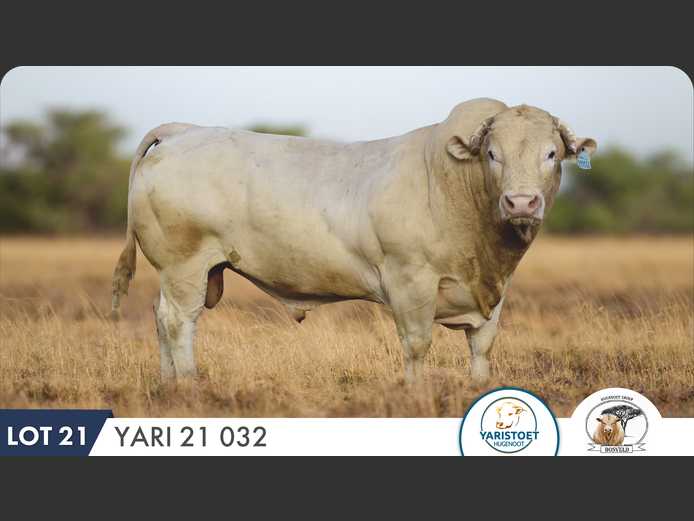 YARI210032 HH | YARI STUD