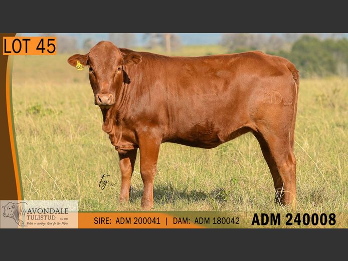 ADM 240008 | A.D. MULLINS