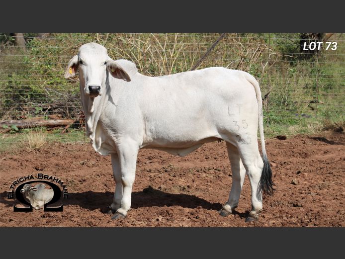 Commercial Animals | ELTRICHA BRAHMANE