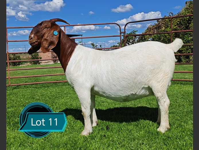 762240793 | Lukas Burger Boerbokstoet