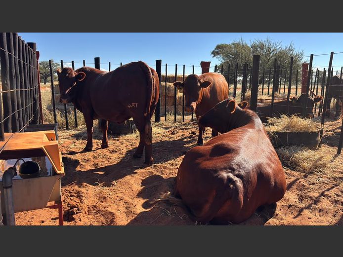 COMMERCIAL FEMALES | HARTEBEESTLOOP BONSMARA