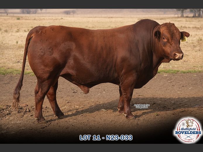 N23-033 | MORGENTAL BOVELDERS