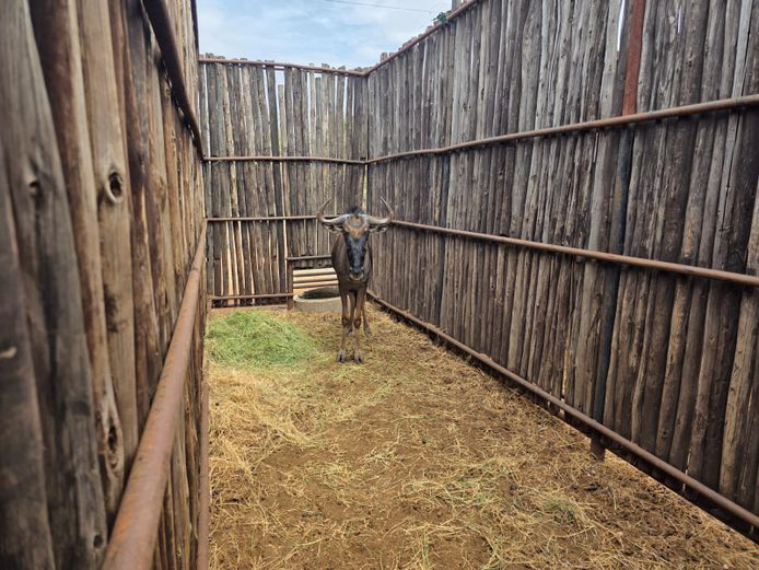 BLOUWILDEBEES | HANLEY