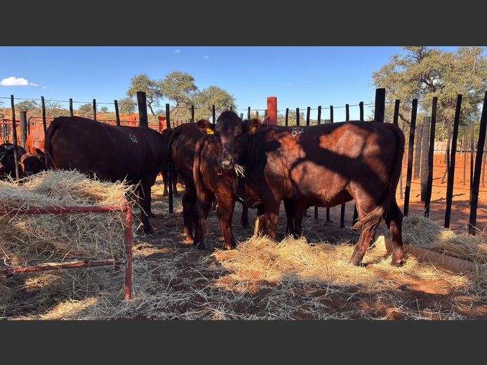 COMMERCIAL FEMALES | HARTEBEESTLOOP BONSMARA