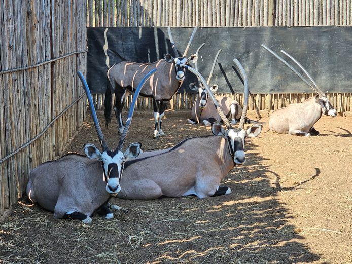 GEMSBOK | S VAN ZYL