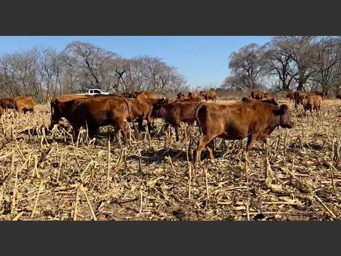 Weaners 