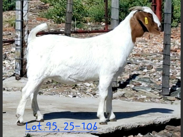 1130250106 | F.H. STOLPER