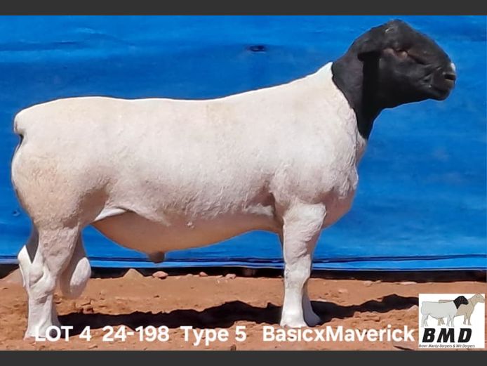 24-198 | BROER MARITZ DORPERS