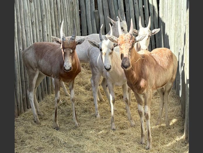 Geel Blesbok Ram Lammers