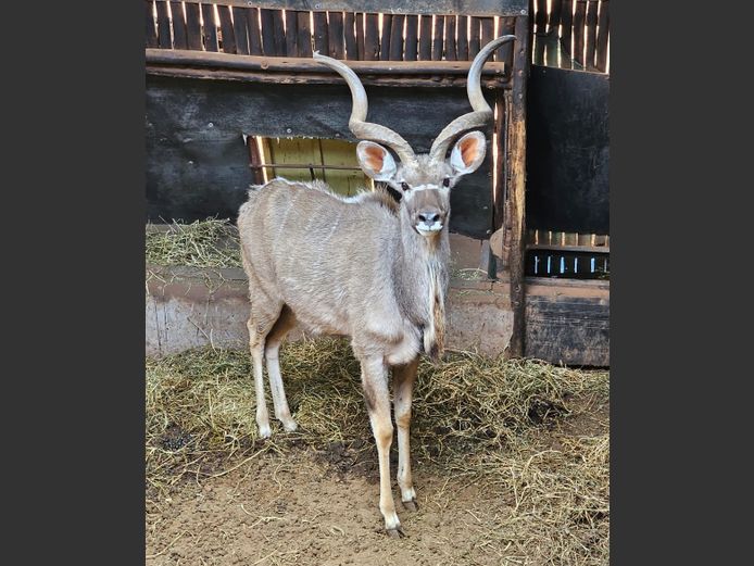 KUDU | LEBENKELE
