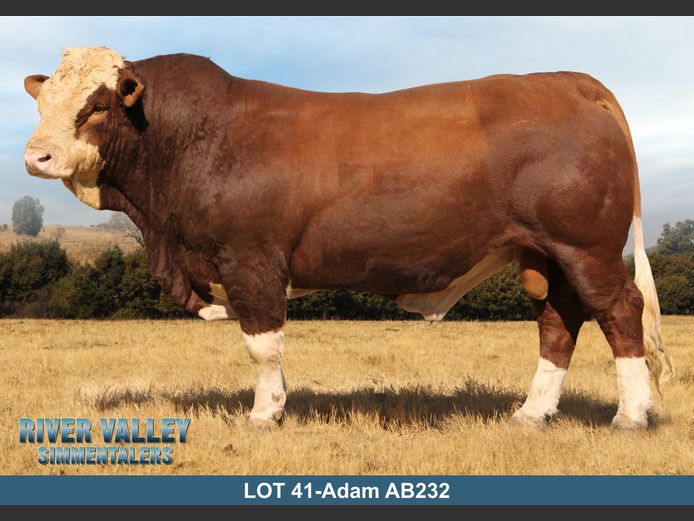 AB232 | PA ABRAHAMSE