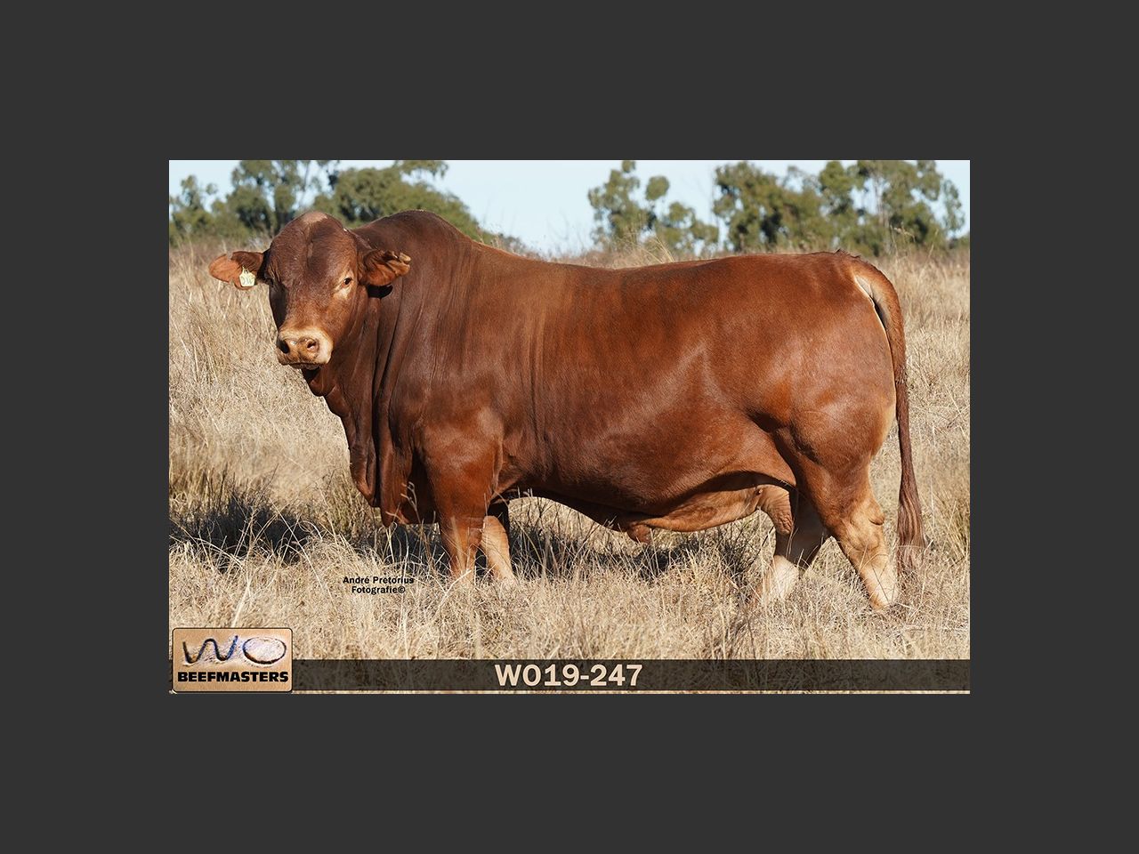 Lot 3 | NASIONALE BEEFMASTER VEILING | SwiftVEE | South Africa’s ...