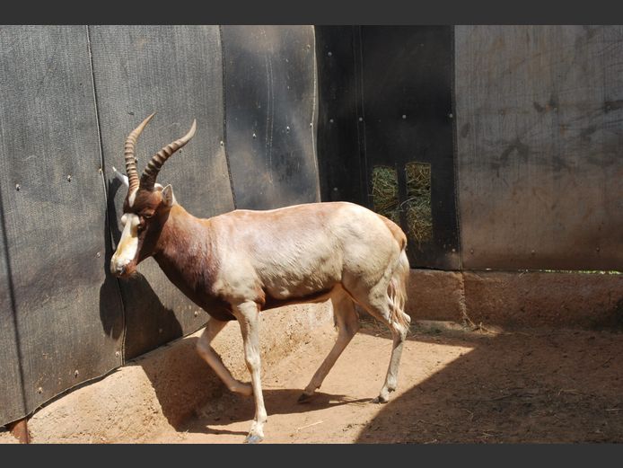 YELLOW BLESBOK | ANDREW BIRKIN