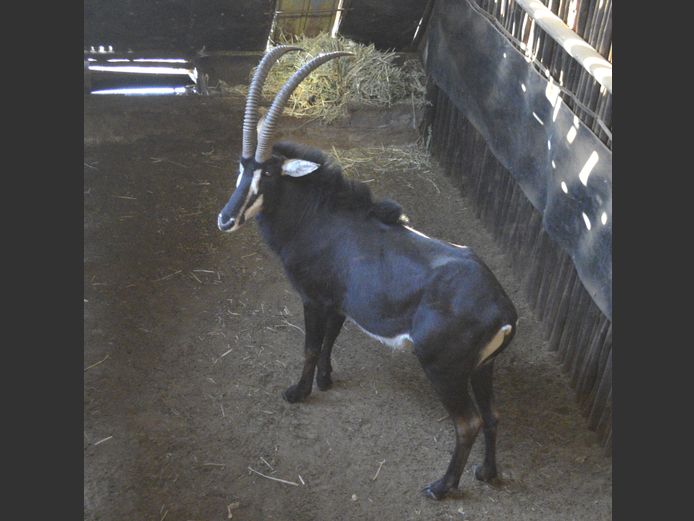 Sable | Ditjabe