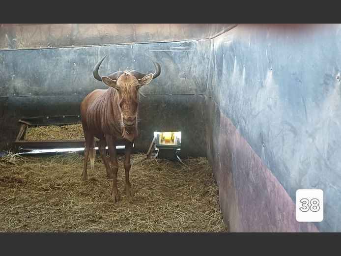 GOUE WILDEBEES | WFS FOURIE