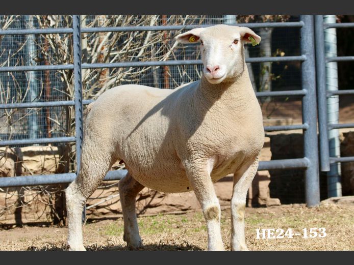 HE 240153 | EKSTEEN’S HATARI DORMER STUD