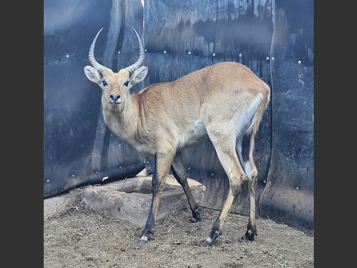 LECHWE | LEBENKELE